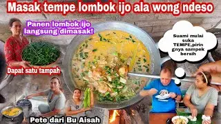 MASAK TEMPE LOMBOK IJO ALA WONG NDESO || PANEN LOMBOK IJO LANGSUNG DIMASAK