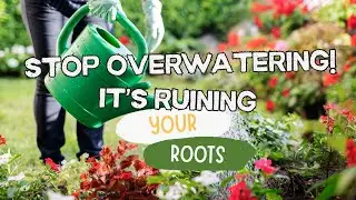 Stop Overwatering! It's Ruining Your Roots