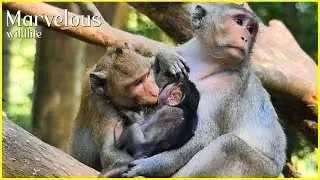 Wow...! Aunt Jonna l!ckingg Jazzy's n!pplee simultaneously with tiny Jiva absorbs sweet milk