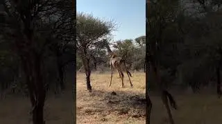 Majestic Giraffe Sighting at Marakele National Park 🦒 | Epic Outdoors Africa
