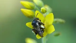 Macropis europaea ♀ (Melittidae-Hymenoptera) au petit pont de la rivi&egrave;re