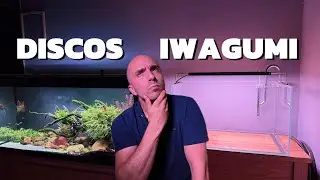 👉 ¿DISCOS o IWAGUMI? ¡NO SÉ QUÉ HACER CON ESTOS ACUARIOS! 🐟🌿
