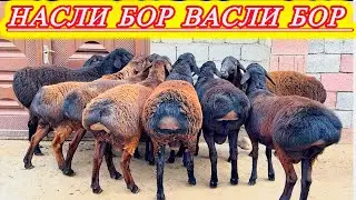 ЮТҚАЗМАЙСИЗ ОБ ҚЎЙИНГ ҚЎЙГА ҚЎШИБ БОЙ БЎЛИНГ