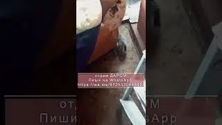 Отдам котенка даром. Отдам даром котенка.