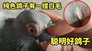 好鸽子的特征：鸽子脖颈处有根白毛真的是羽好鸽子吗？刚好我有几只这样的 #鸽子 #信鸽赛鸽 #养鸽人 #赛鸽欣赏