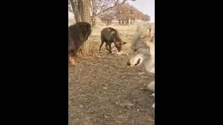 Mastiff vs Wolf  Display of dominance