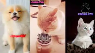 Lovable pets daily life cute puppy&rsquo;s funny dog cat & cute animal&rsquo;s funny videos- 3