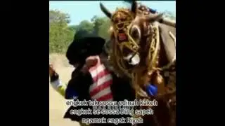 Kerapan sapi