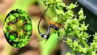 My Backyard Garden Photographic Visitor - An Ichneumon Wasp - Kaleidoscopic Animation - June 2024