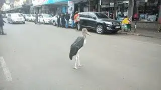 Devil In Form Of A Bird At Biashara Street Nairobi
