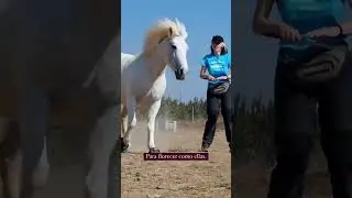 Cl&iacute;nic entrenamiento con clicker, m&aacute;s info por Ig. #clickertraininghorses #clickertraining #horse