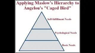 VIDEO   Maslow's Hierarchy of Needs in Caged Bird
