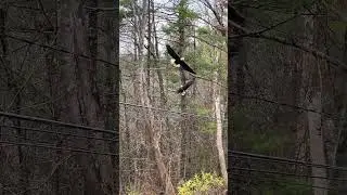 Epic eagle encounter in nature! #fok #baldeagle #birdofprey