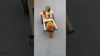 cutese cleaver puppies