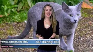 Cat Training Spray - Petsafe&reg; Ssscat&reg; Spray Deterrent Review