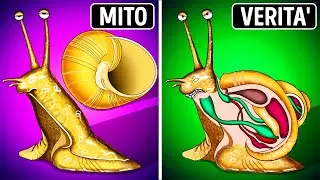 Le lumache nascono con il guscio + altri miti che non avete mai cercato su Google