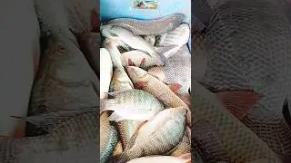 🐟 River Se Nikli Giant Fish | Desi Fishing Style