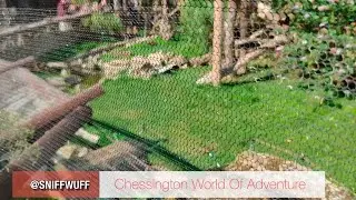 Visiting Chessington