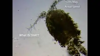Things my friends swam with in Silver Lake, California.