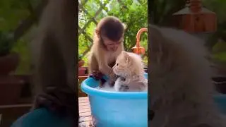 When a Monkey🐒 Becomes the Kitten&rsquo;s Personal Spa Attendant 💦 #funny #cat