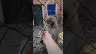 😜#funnyvideo #monkey #scary #funnyshorts #fun #funny #spider  MONKEY SCARED TO SPIDER??!!😂🤣😁