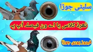Ferozpuri saleti kamagar ka Shok | rwpbreederpigeon