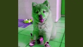 Beautiful Ambience for Puppy Play Hour