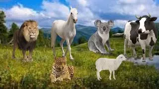 Cute Animals and Pets : Cow, Dog,  Camel, Cat, Sheep, Cat,Chicken, Elephant, Horse - Cute Pet Sounds