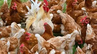 Australia to endorse new animal welfare standards for poultry industry