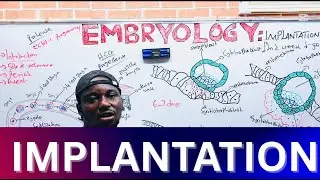 Implantation(2nd week of Gestational period) | EMBRYOLOGY