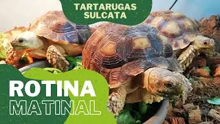 Rotina matinal TARTARUGAS SULCATA