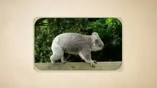Kevin the Koala