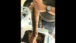 LACRAIA GIGANTE. A maior lacraia do mundo
