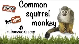 🐒Common Squirrel Monkey adorable #myanimalkeeperlife#animals#Commonsquirrelmonkey#monkey#primates