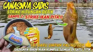 UMPAN IKAN MAS PALING GACOR SAAT INI‼️LAWANNYA MANCING IKAN MAS LOMBA YANG SUSAH MAKAN