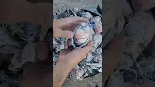 How was a dragon Egg born? 🥚 🐉 wait until the end to see the result!