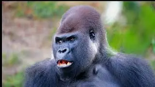 Monkey Mischief The Wild World of Primate Antics.......