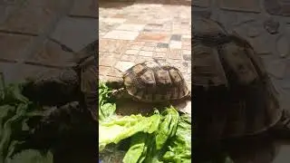 comment mange la tortue 🐢 #tortues #tortuebeauty #tortue #animals #animaux #asmaa_chahed