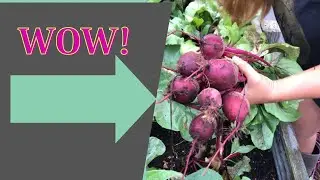 How i preserve my beets #garden #harvesting #beets #freshfromthegarden