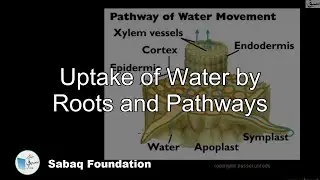 Uptake of water by Roots and Pathways, Biology Lecture | Sabaq.pk