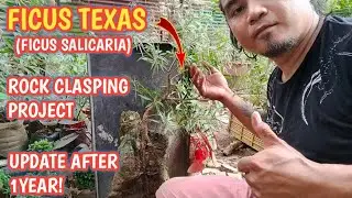 FICUS TEXAS(FICUS SALICARIA)+UPDATE AFTER 1YEAR🌲