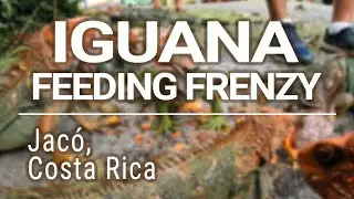 Iguana Feeding Frenzy, Hotel Jaco, Jac&oacute;, Costa Rica (HD)
