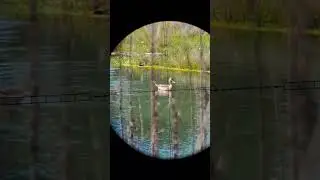 patos al acecho con p35 (suscr&iacute;bete🔔 para m&aacute;s videos )