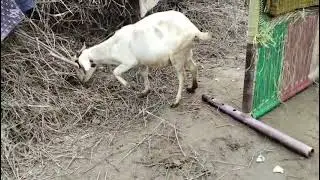 Guy Comes Home From Work With A Stray Dog |The Dodos🥰,bdb