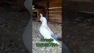 kalduma kabutar for sale high flying pigeons #viral #pigeon
