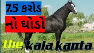marwadi horse kala kanta /stallion kala kanta/behbal stud farm