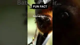 Poop: Fascinating Bats Fact #sixsecondfact #shorts #facts #poop