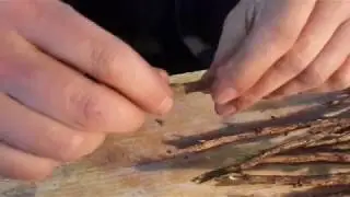 Innesto nocciole preimpianto