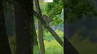 Leopard At kabini #nammakarnataka #karnatakatourism #wildlife #kabiniwildlife