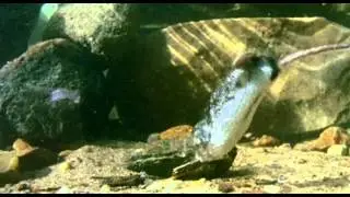 Tier des Jahres 2016 &ndash; Eine Wasserspitzmaus jagt im Gew&auml;sser